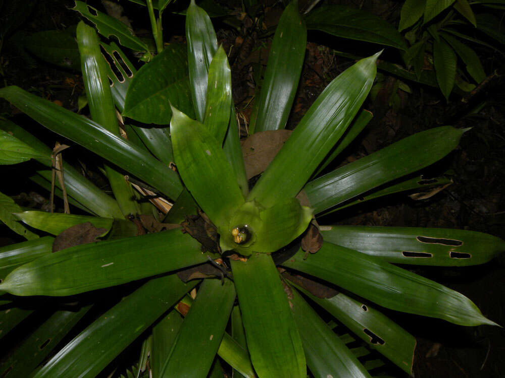 صورة Werauhia gladioliflora (H. Wendl.) J. R. Grant