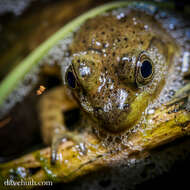 Image of Lithobates Fitzinger 1843