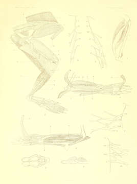 Image of Solenodons