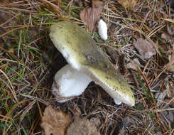 Sivun Russula furcata Pers. 1796 kuva