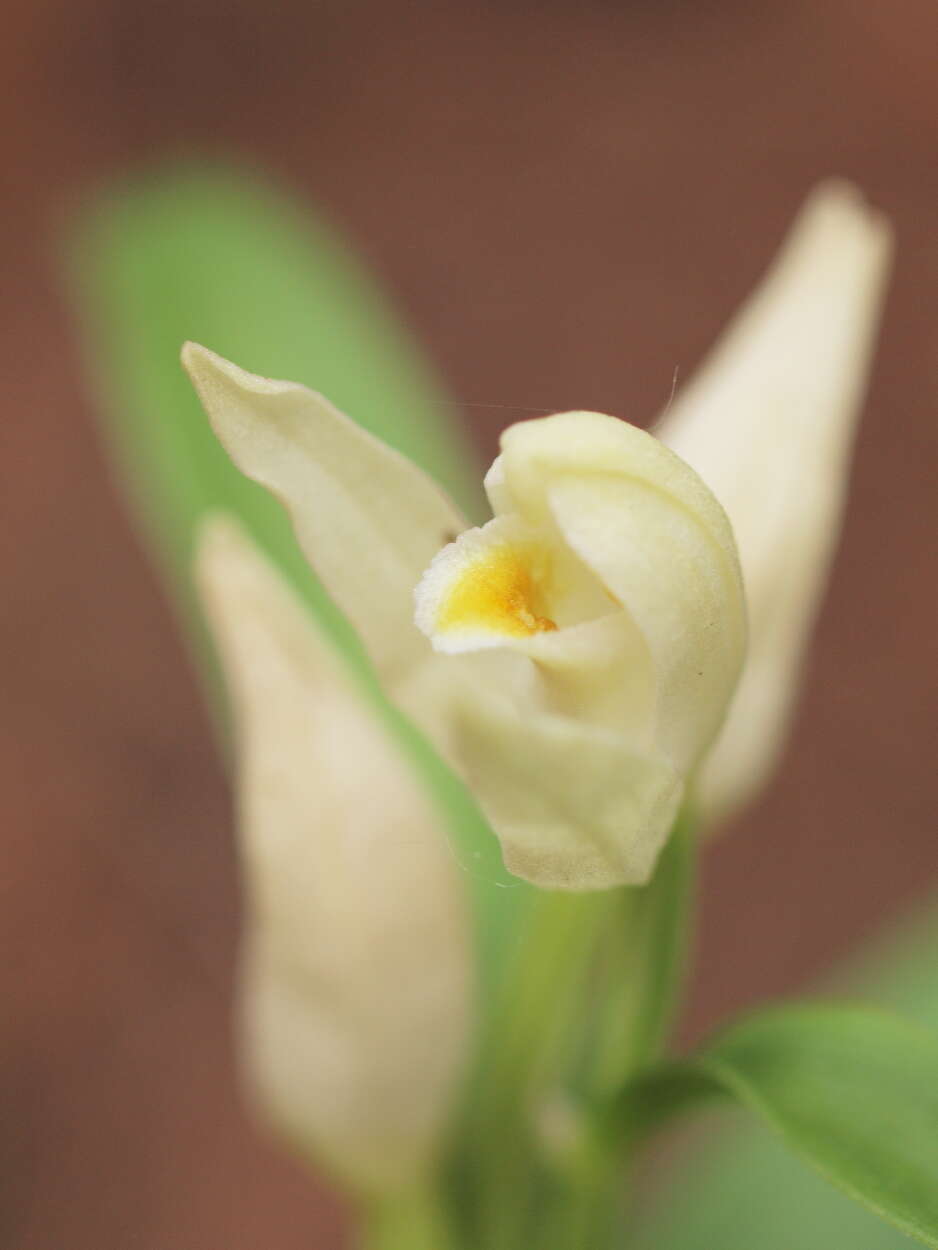 Image of Sword-leaved helleborine