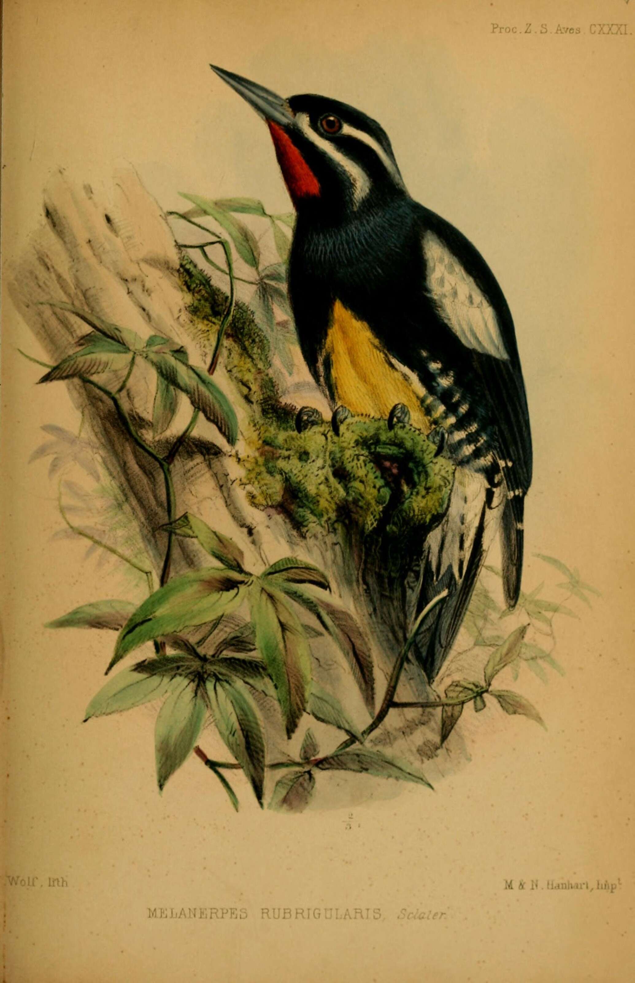 Image of Melanerpes Swainson 1832