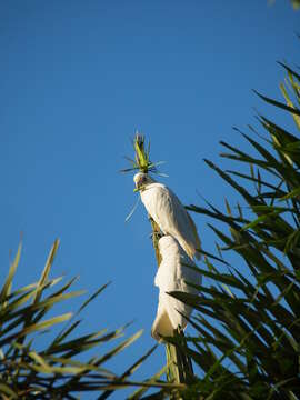 Image of Little Corella