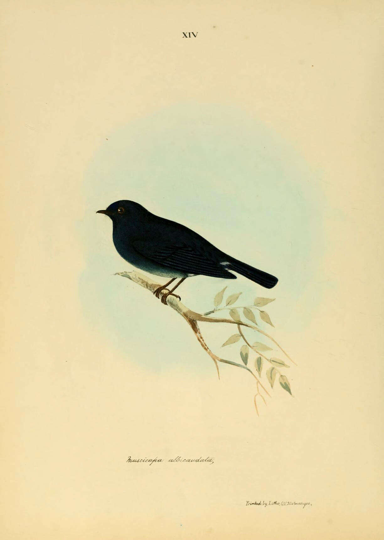 Image of Eumyias Cabanis 1851