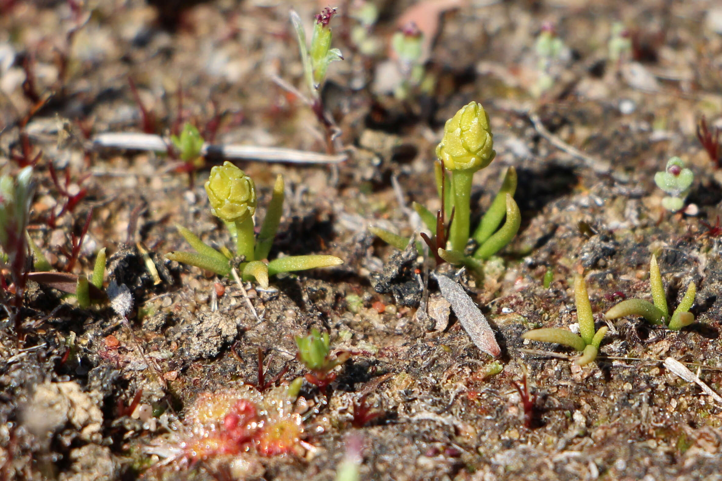 Image of Phylloglossum