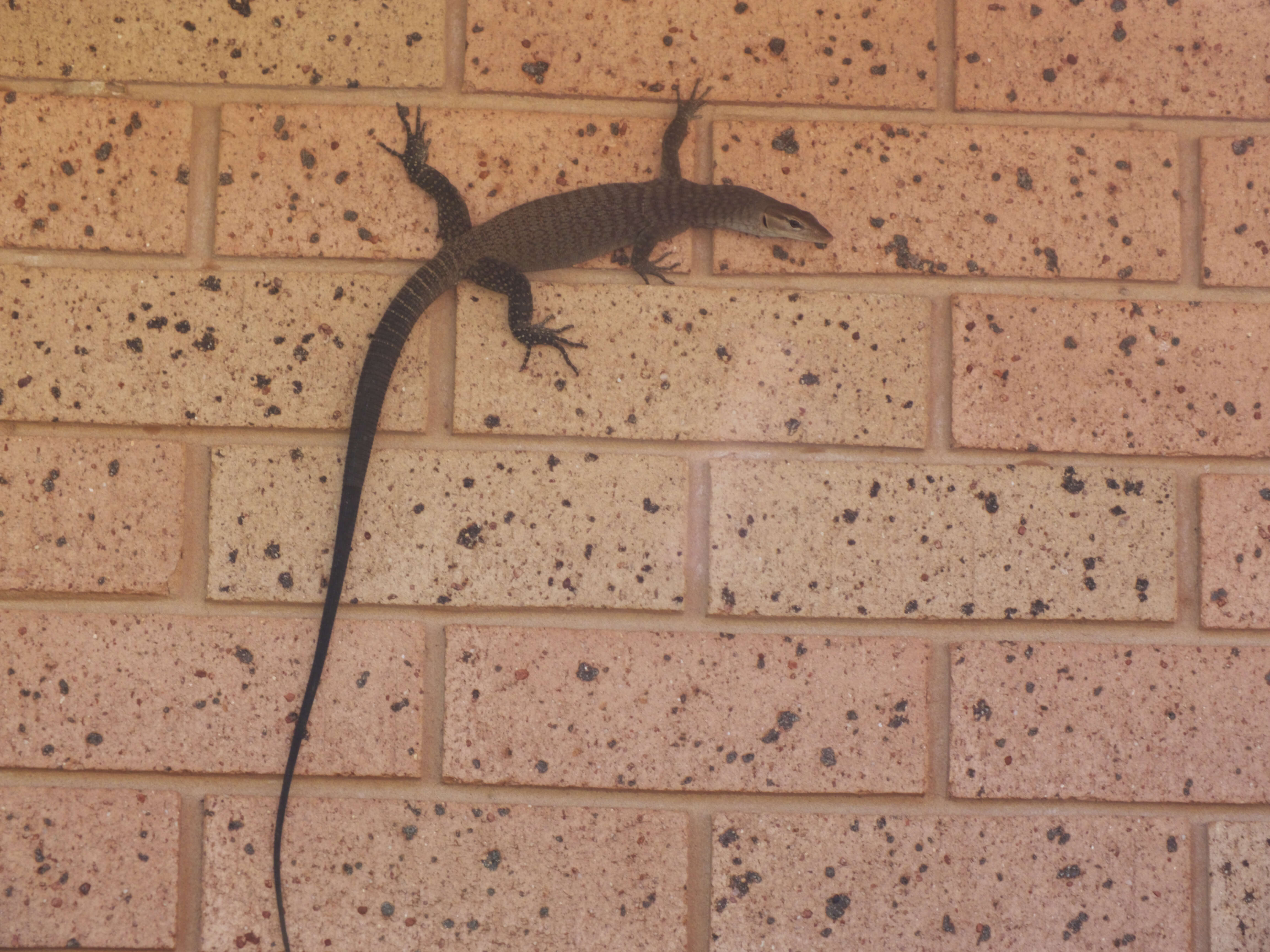 Image of monitor lizards