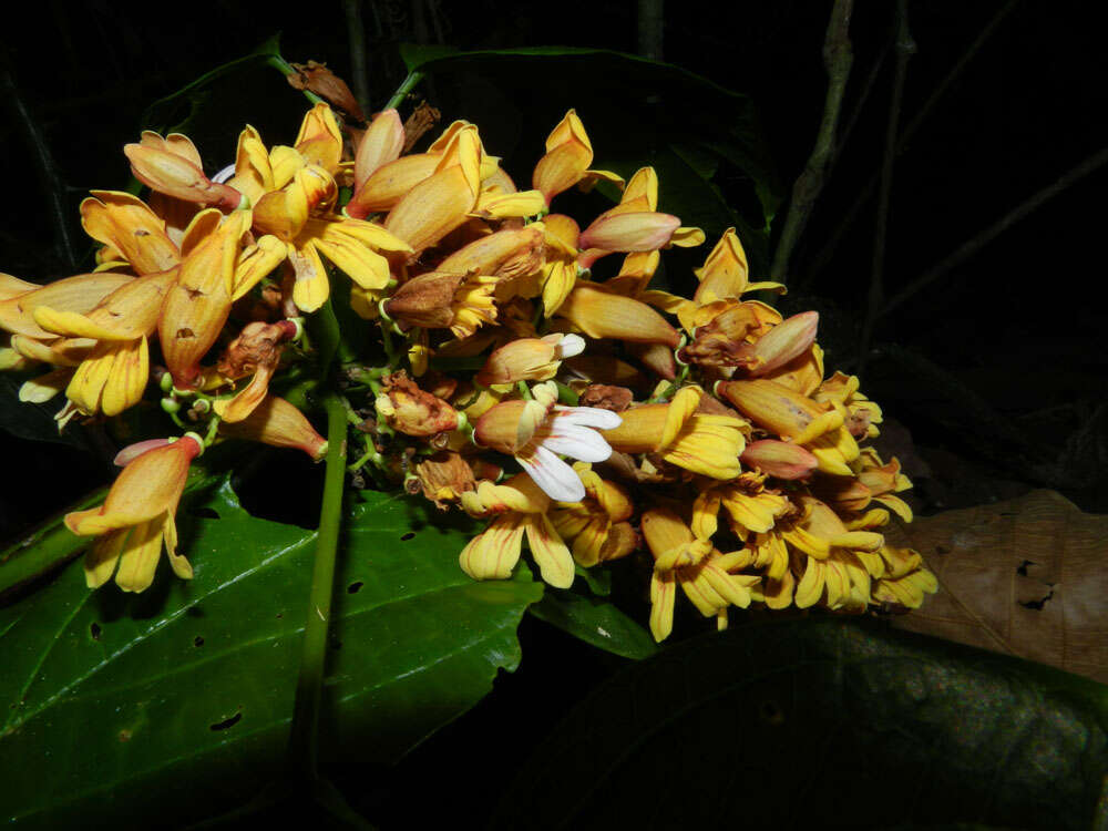 Image de Bignonia hyacinthina (Standl.) L. G. Lohmann