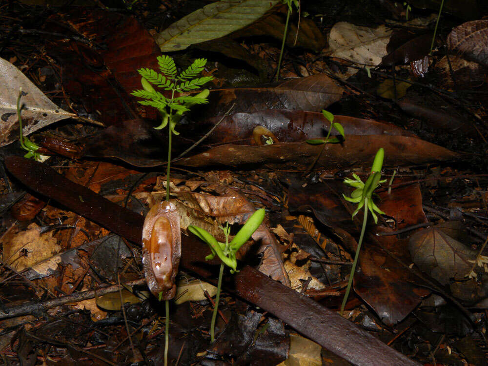 Слика од Pseudopiptadenia