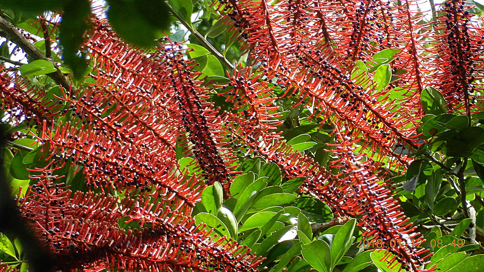 Schwartzia brasiliensis (Choisy) Bedell ex Gir.-Cañas的圖片