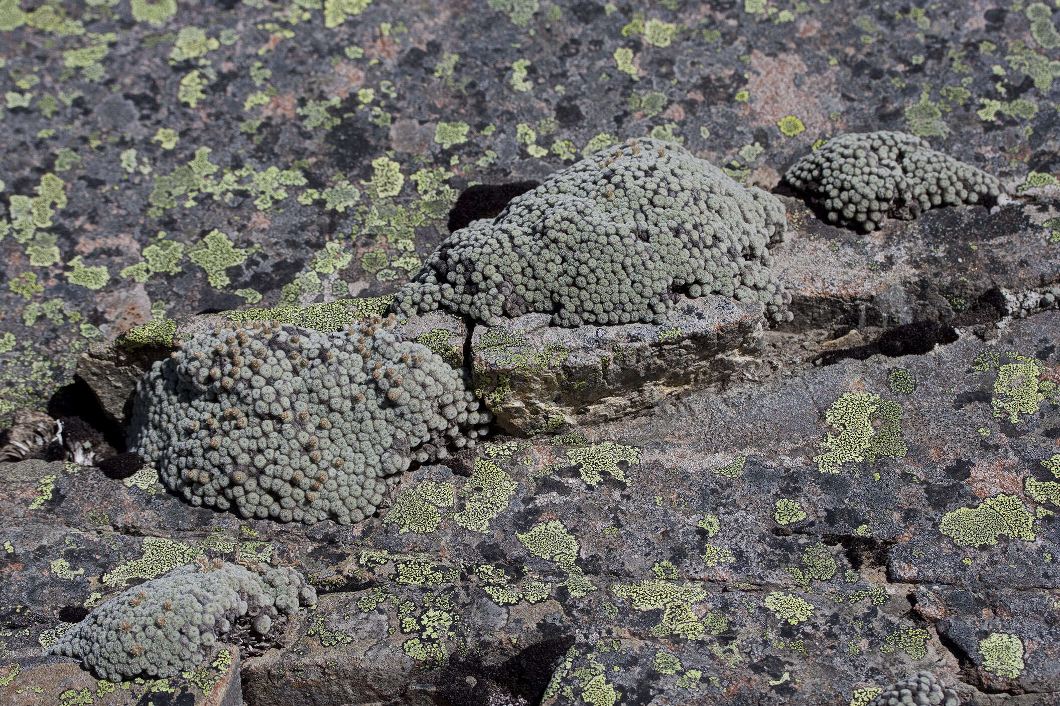 Image of Psychrophyton rubrum (J. Buch.) Beauv.