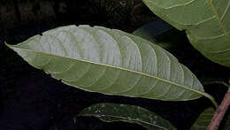 Image de Carpotroche brasiliensis (Raddi) Endl.