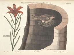 Image of Chaetura Stephens 1826