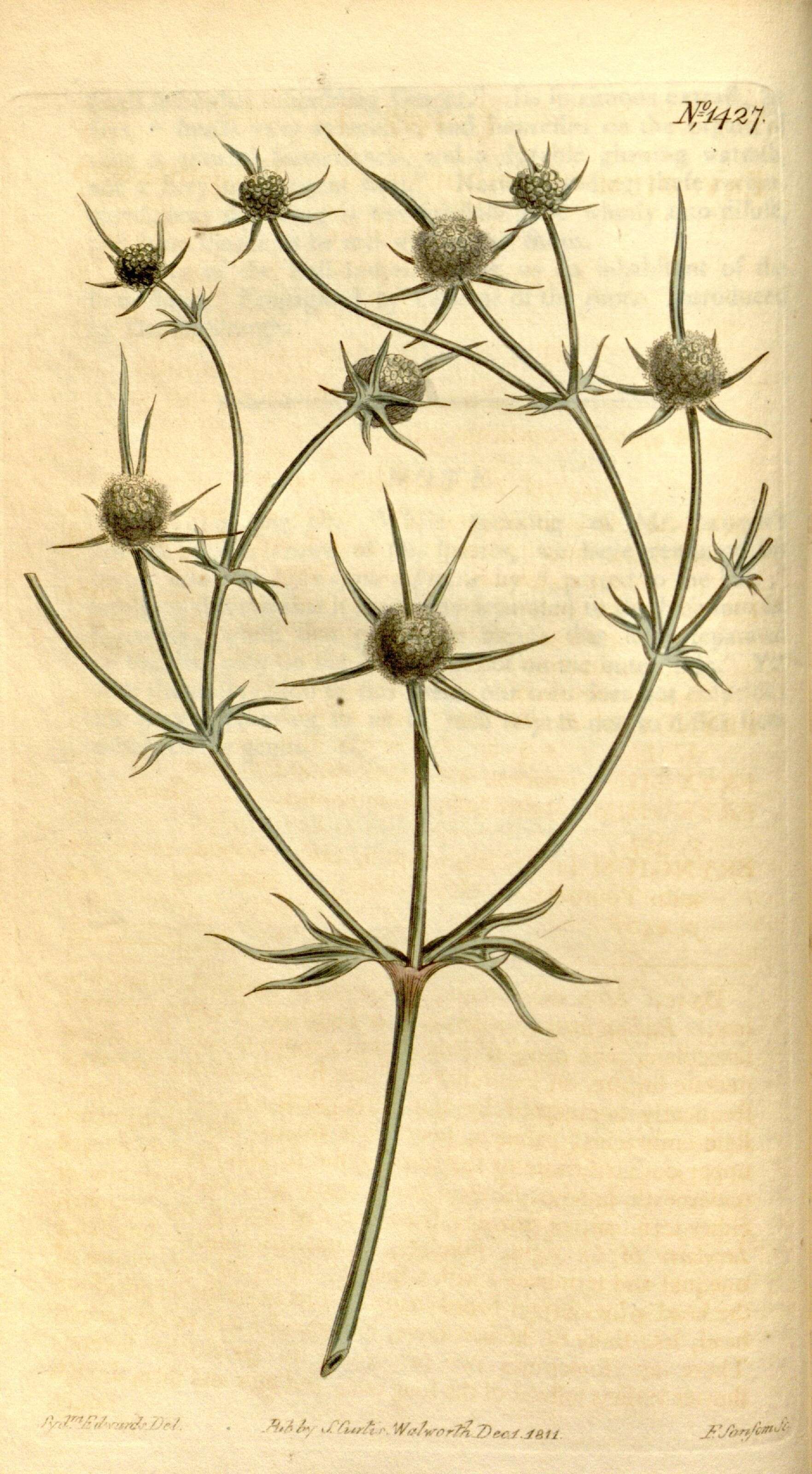 Image of Eryngium corniculatum Lam.