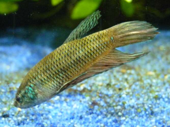 Image of Blue betta