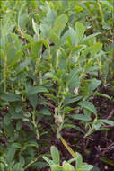 Image of Vaccinium uliginosum subsp. microphyllum Lange