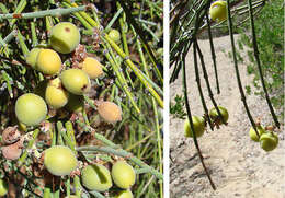 Image de Retanilla ephedra (Vent.) Brongniart