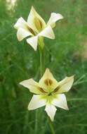 Imagem de Gladiolus tristis L.