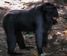 Image of macaques