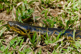 Image of Yellow anaconda