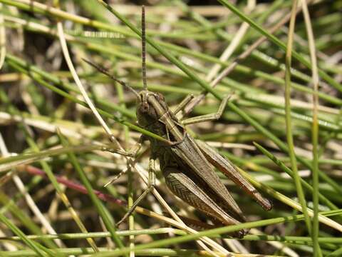 Image of orange-tipped grasshopper