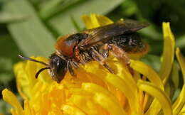 Image of Mining Bees