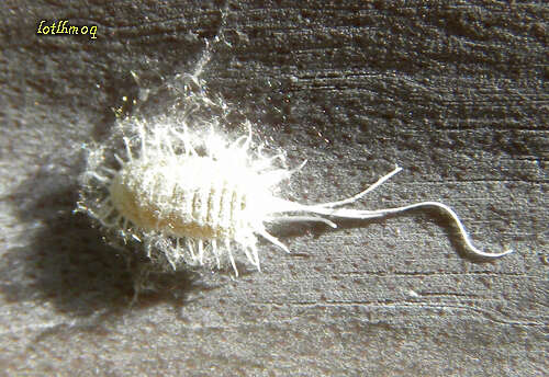 Image of mealybugs