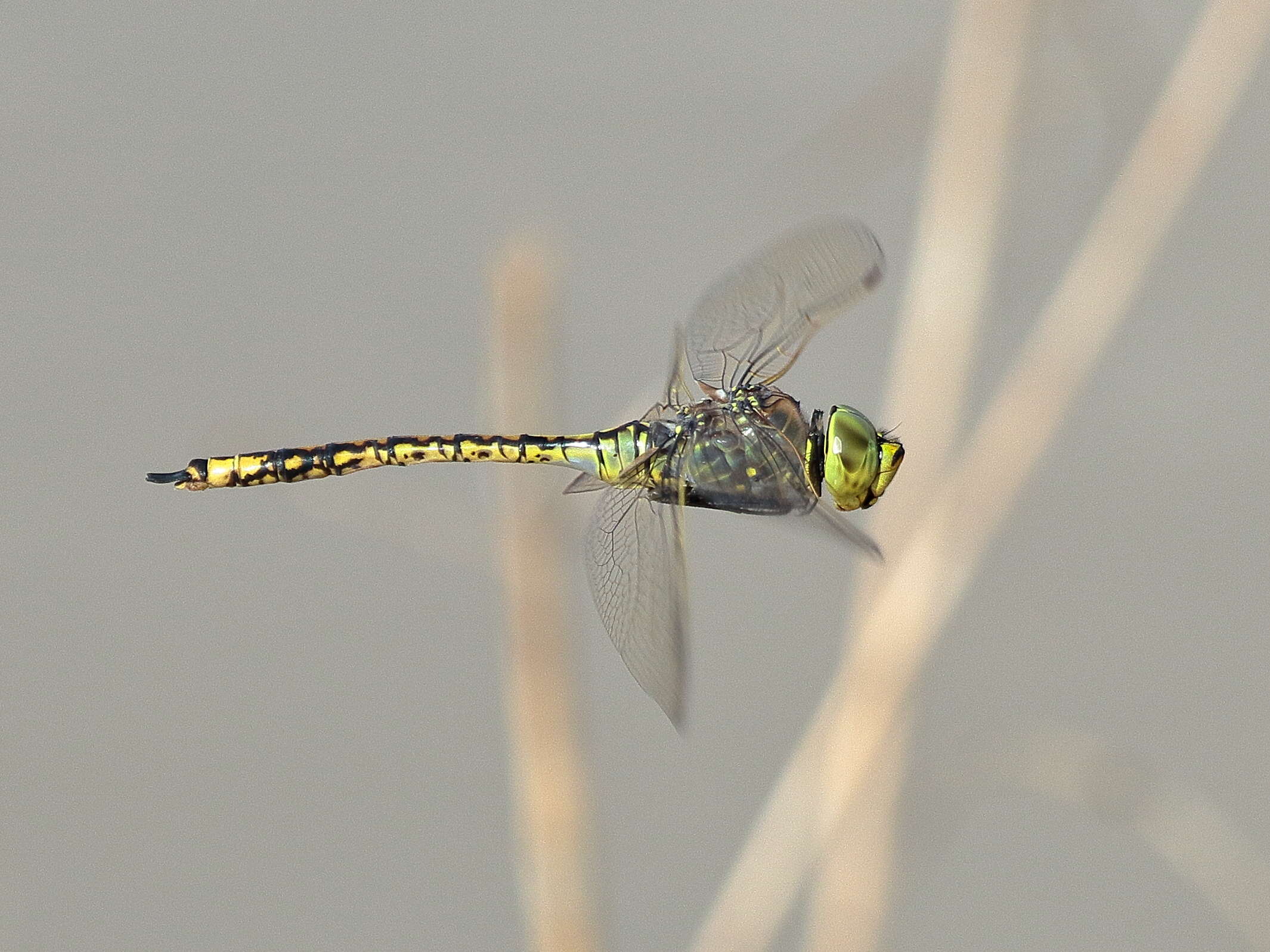 Imagem de Anax papuensis (Burmeister 1839)