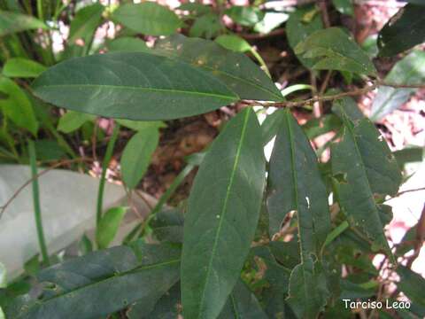 Image of Erythroxylum mucronatum Benth.