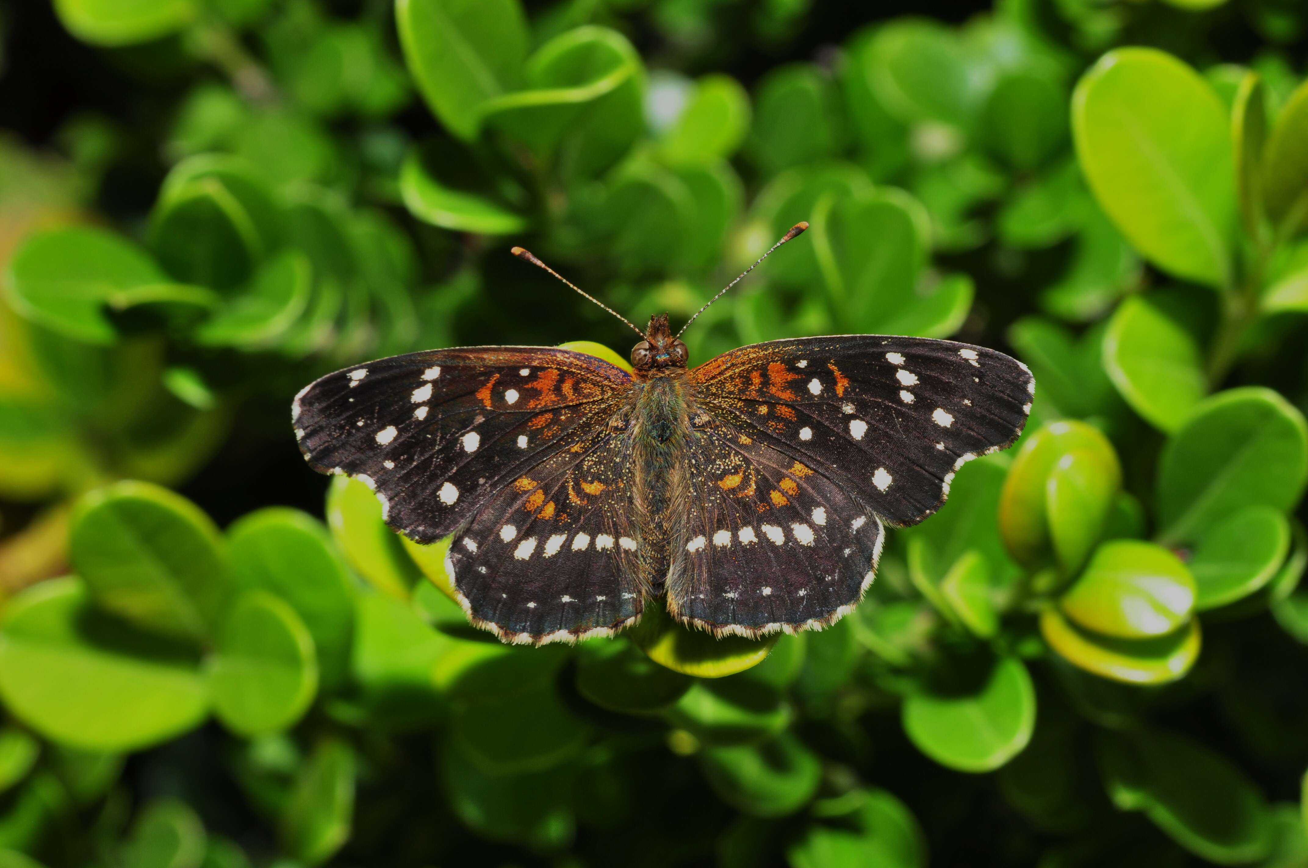 Image of Nymphalidae