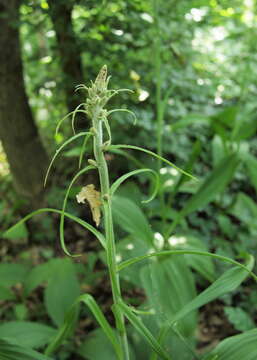 Image of false hellebore