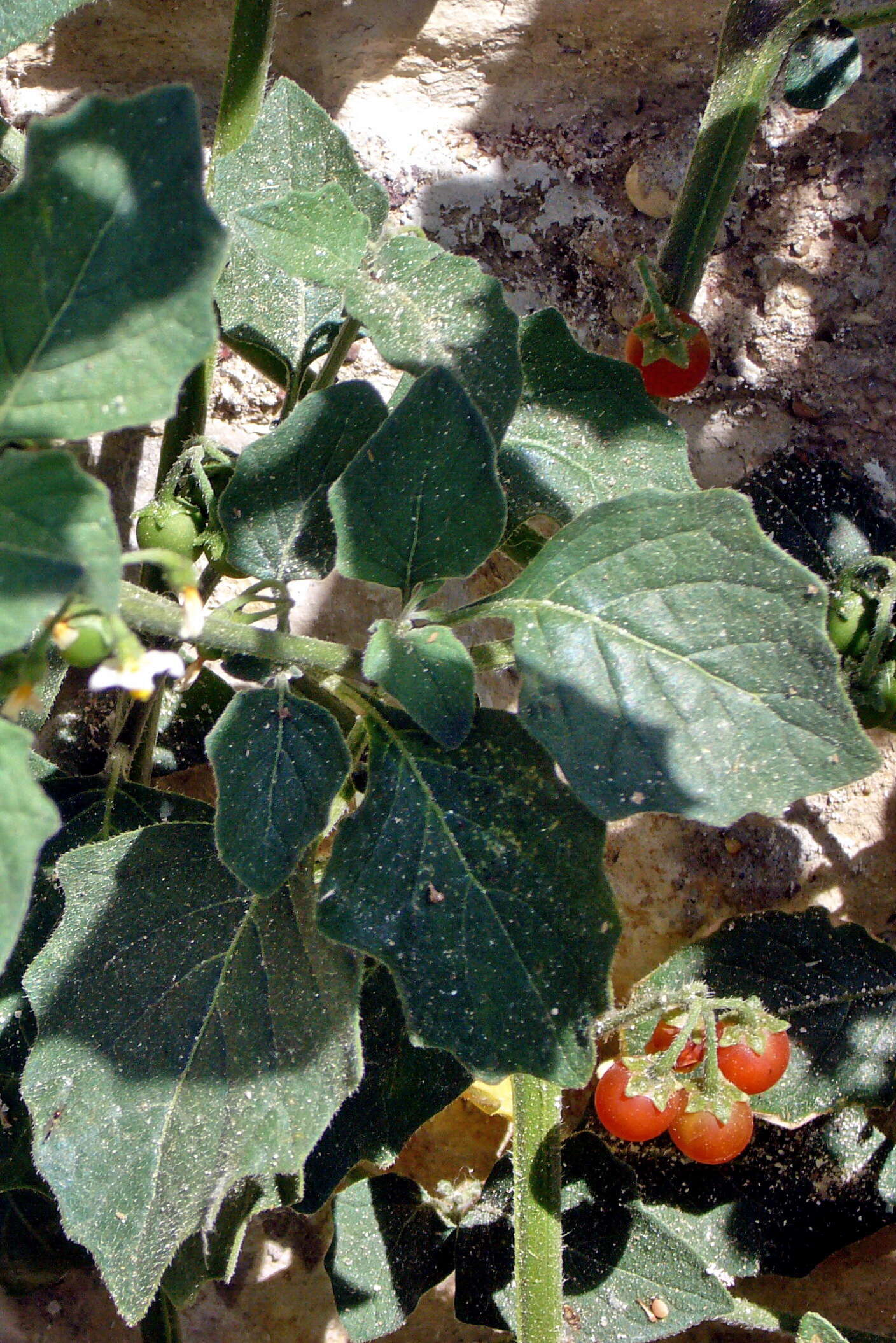 Image of hairy nightshade