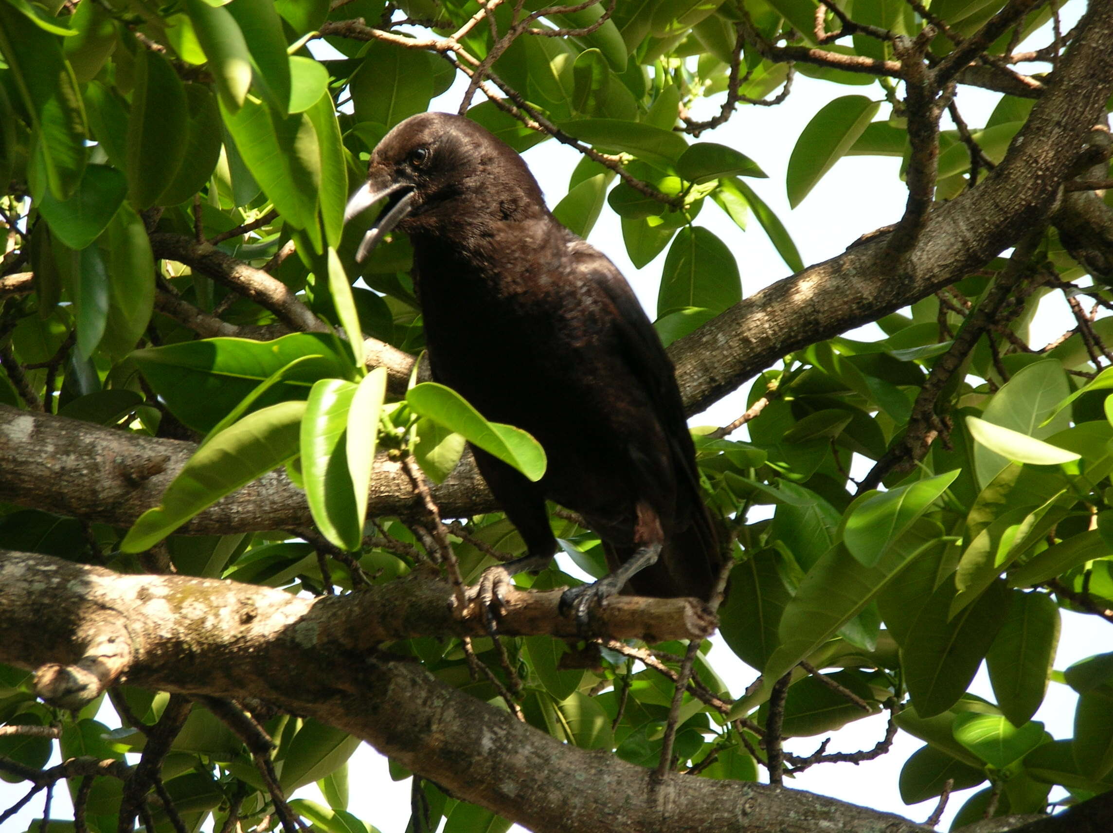 Image of Corvus Linnaeus 1758