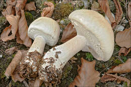 Image of Agaricus