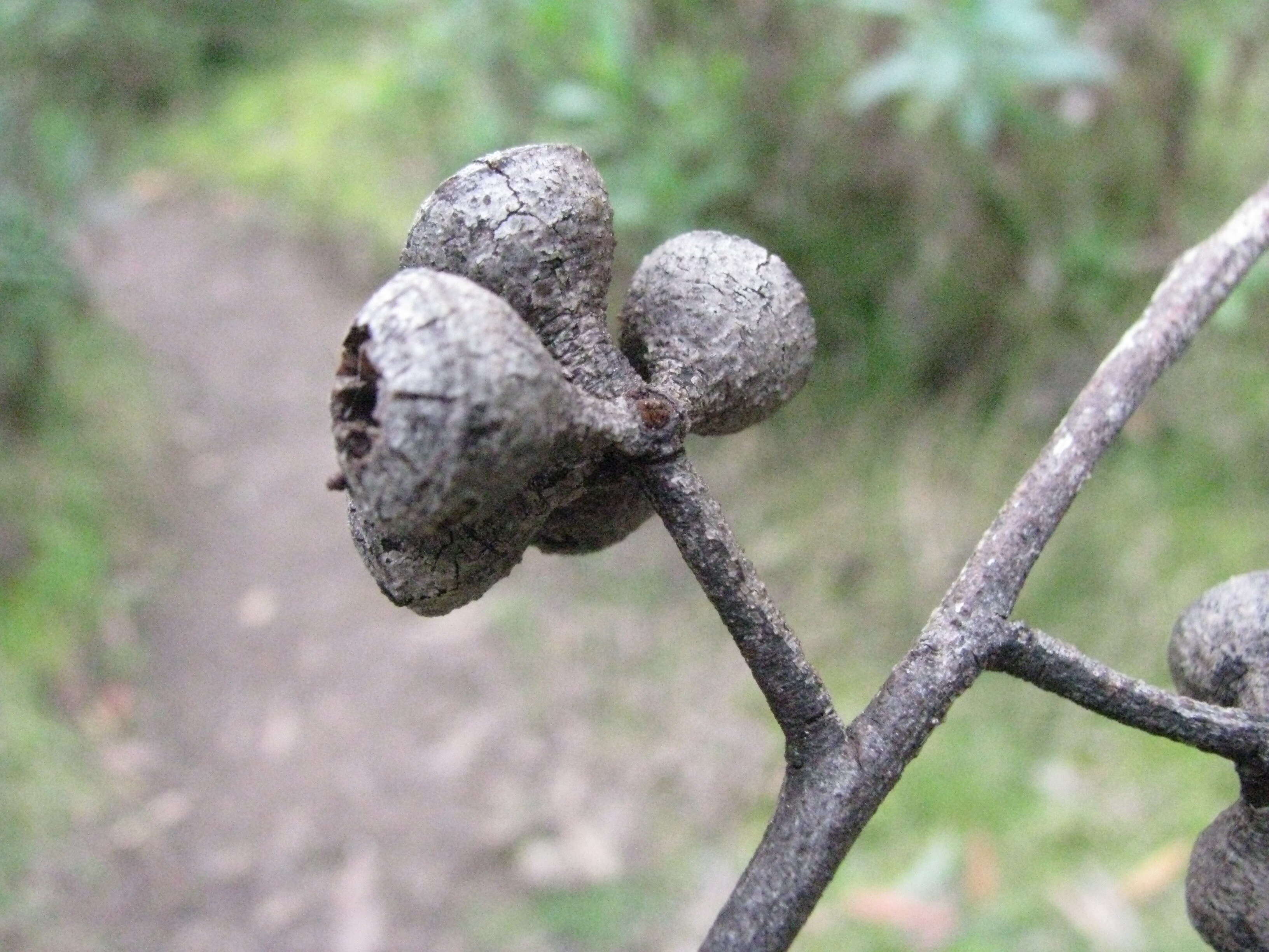 Image of brown stringybark