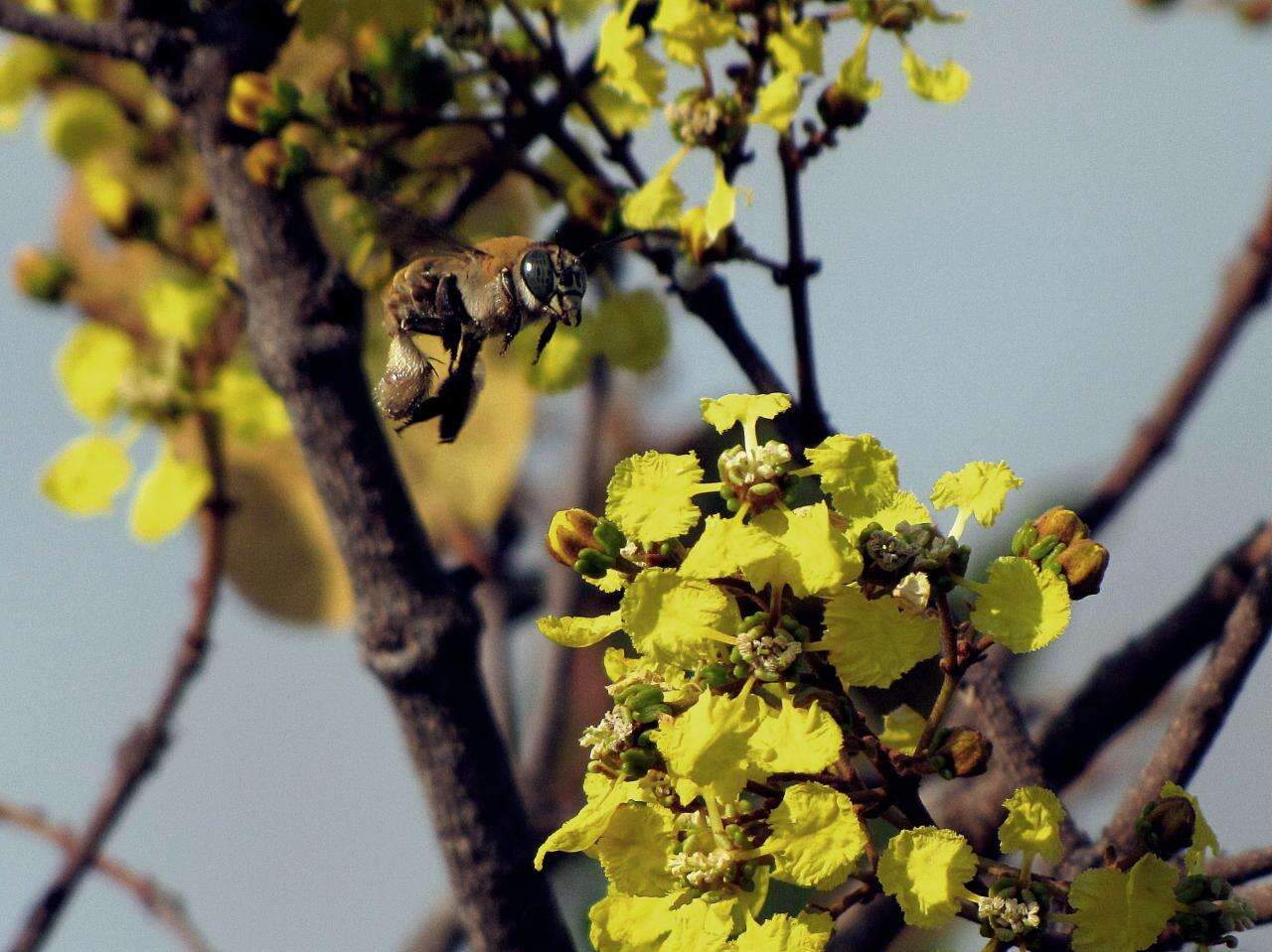 Plancia ëd Heteropterys byrsonimifolia A. Juss.