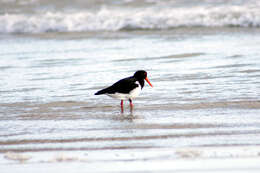 Image of oystercatchers