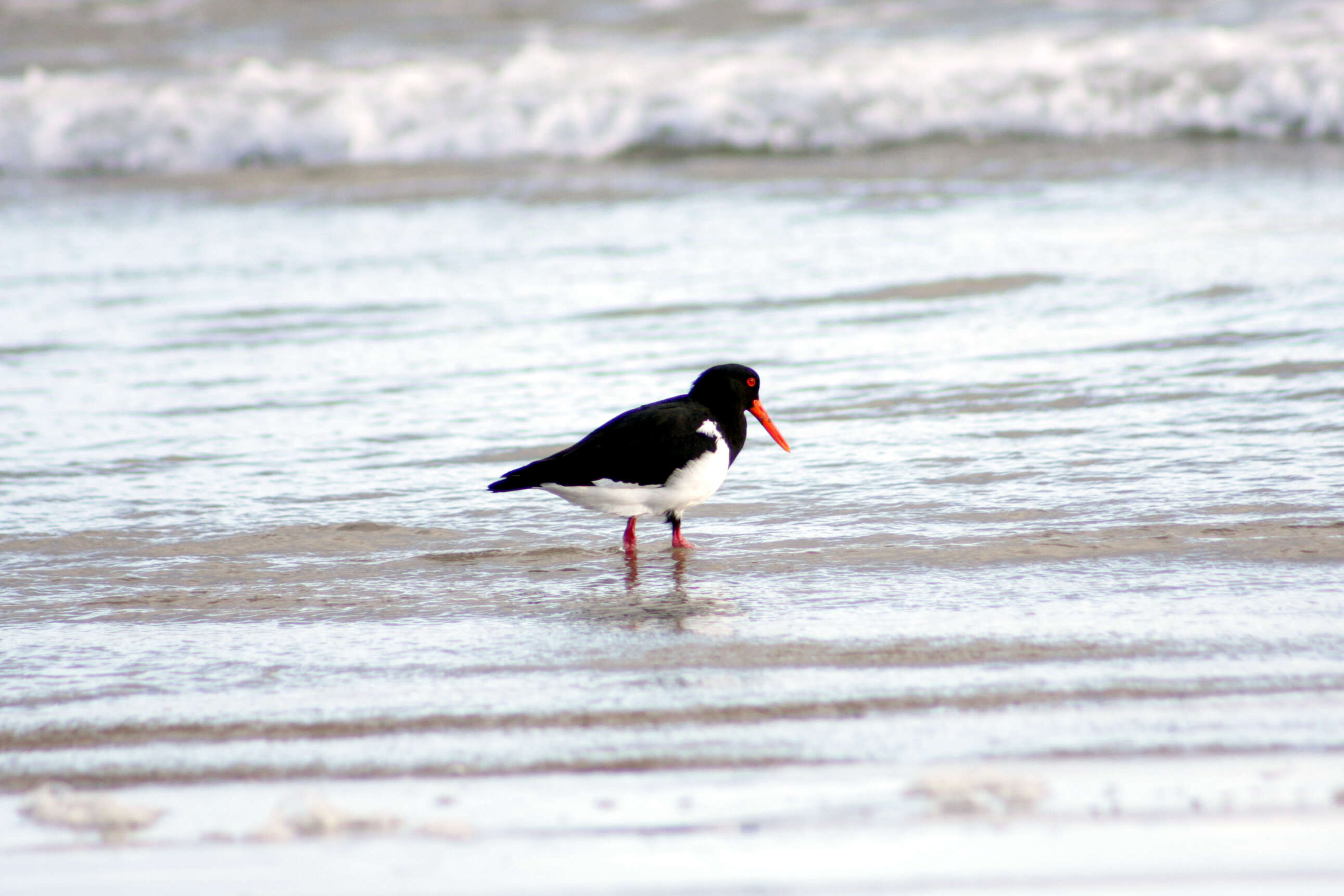 Image of oystercatchers