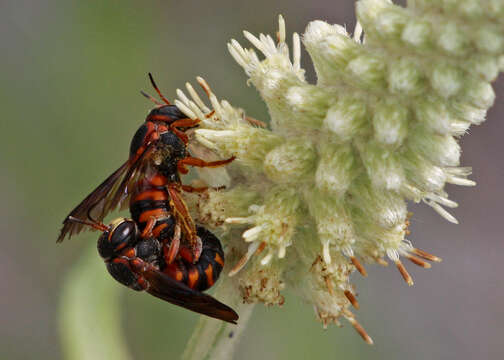 Image of Dianthidium floridiense Schwarz 1926