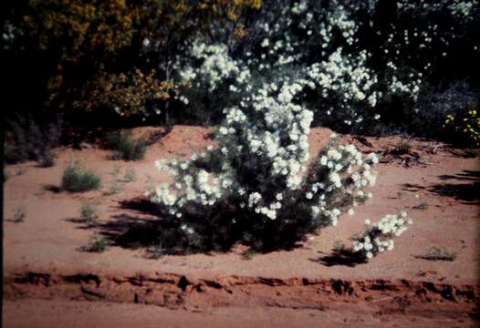 Image of Grevillea anethifolia R. Br.