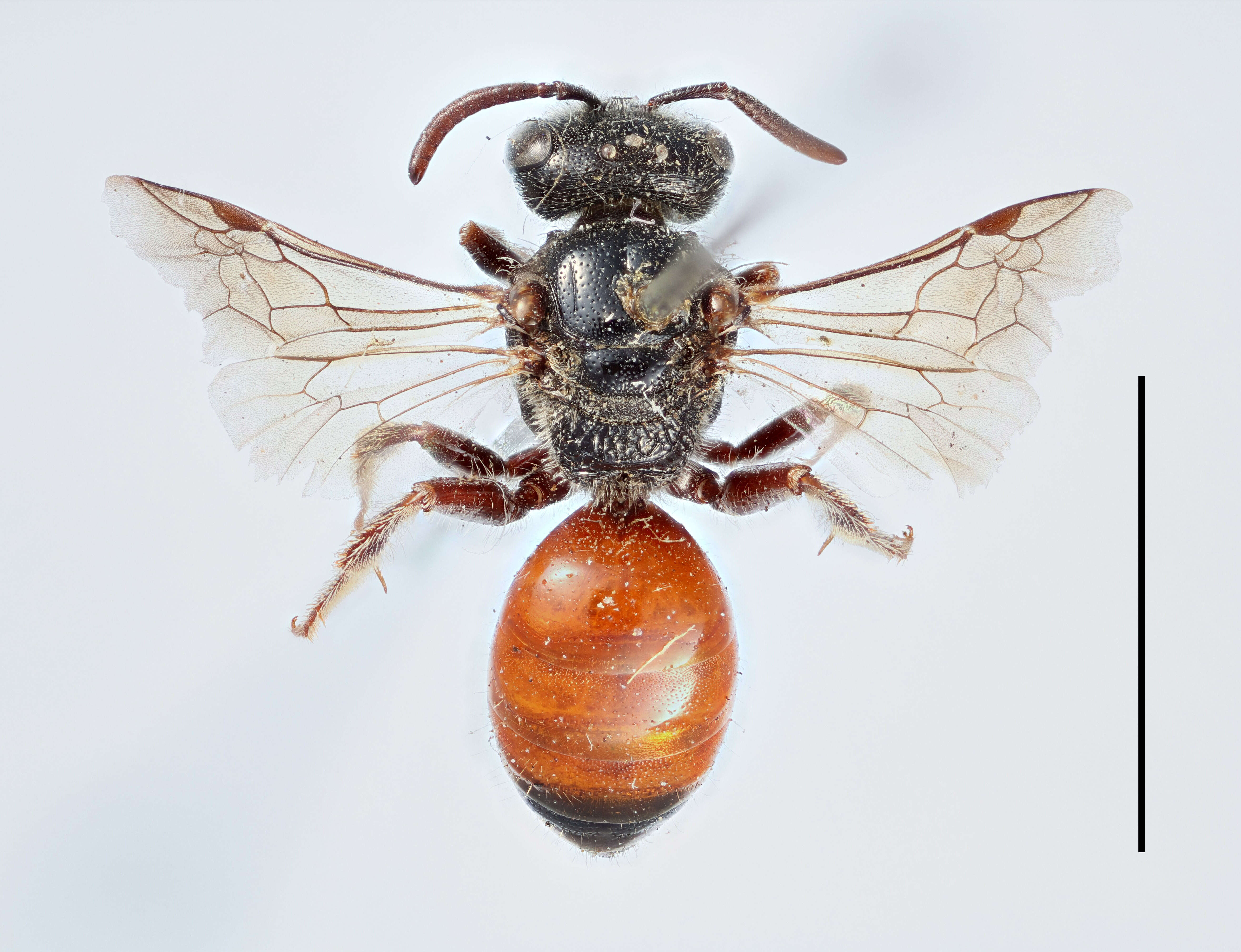 Sivun Verimehiläiset kuva