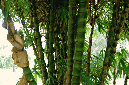 Image of bamboo