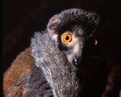 Image of true lemur