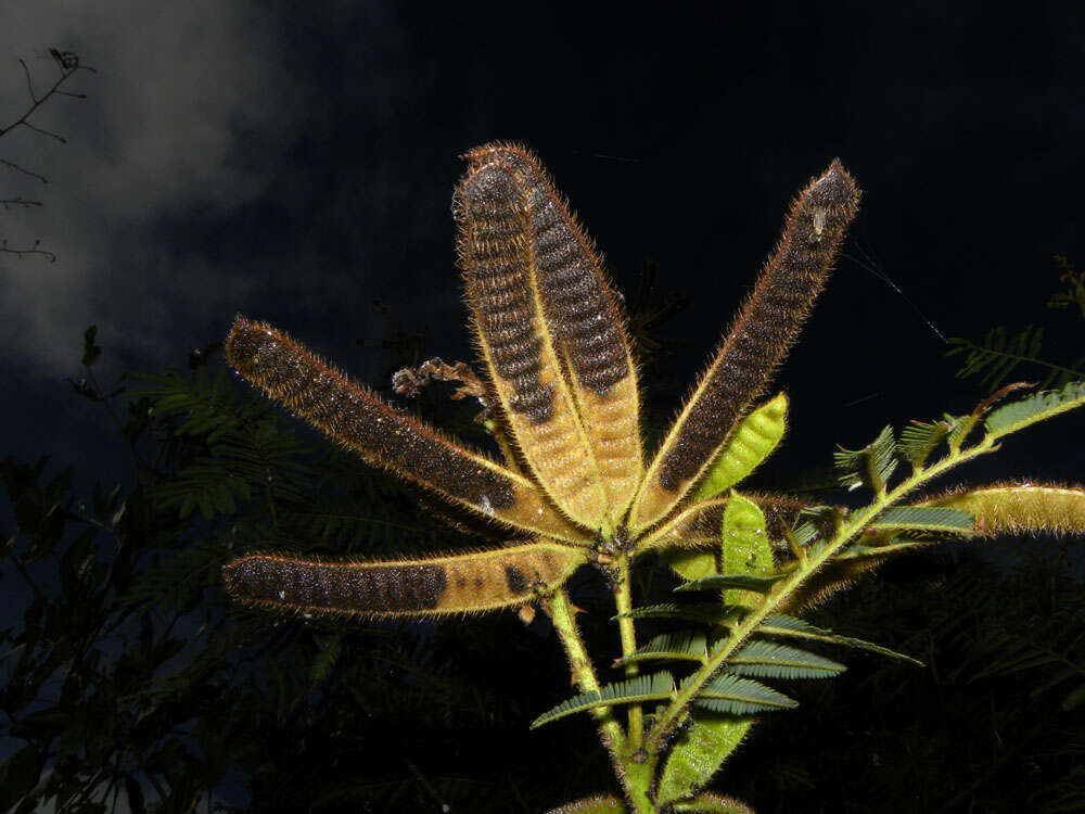 Image of sensitive plant