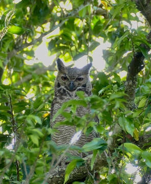 Image of Great Horned Owl