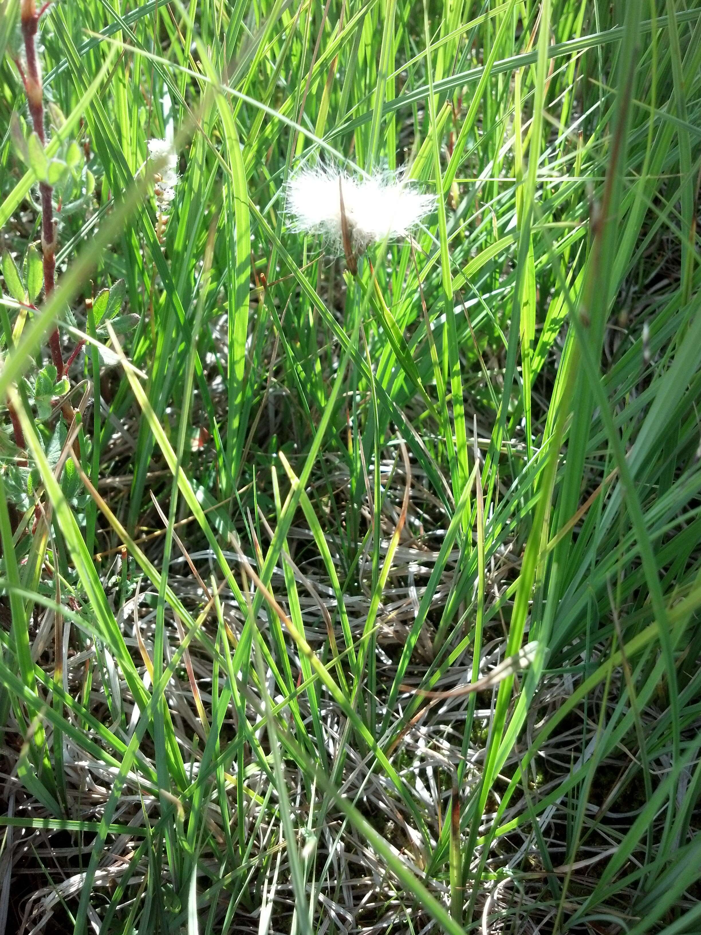 Image of cottongrass