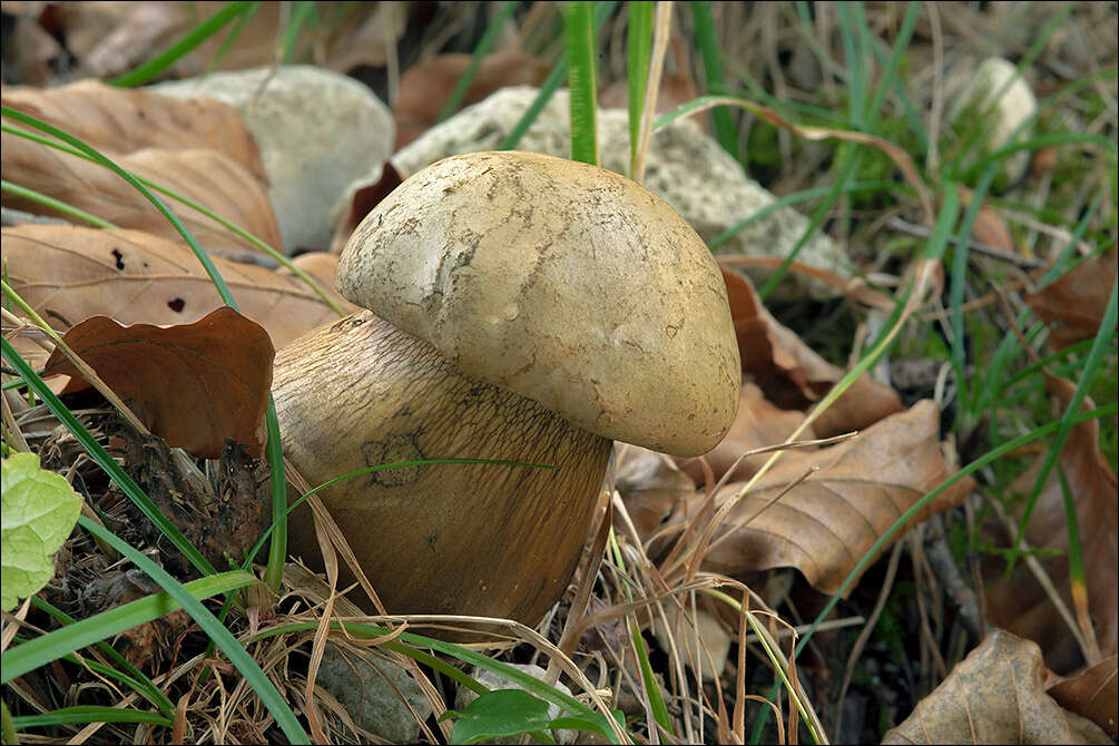 Слика од Suillellus luridus