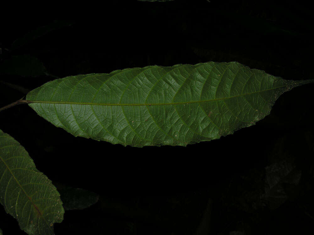 Image of Batocarpus