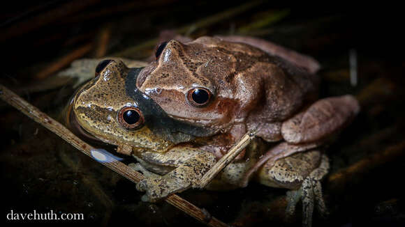 Image de Pseudacris crucifer (Wied-Neuwied 1838)