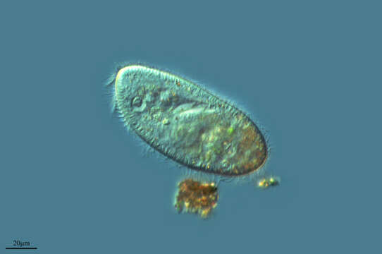 Image of Paramecium putrinum