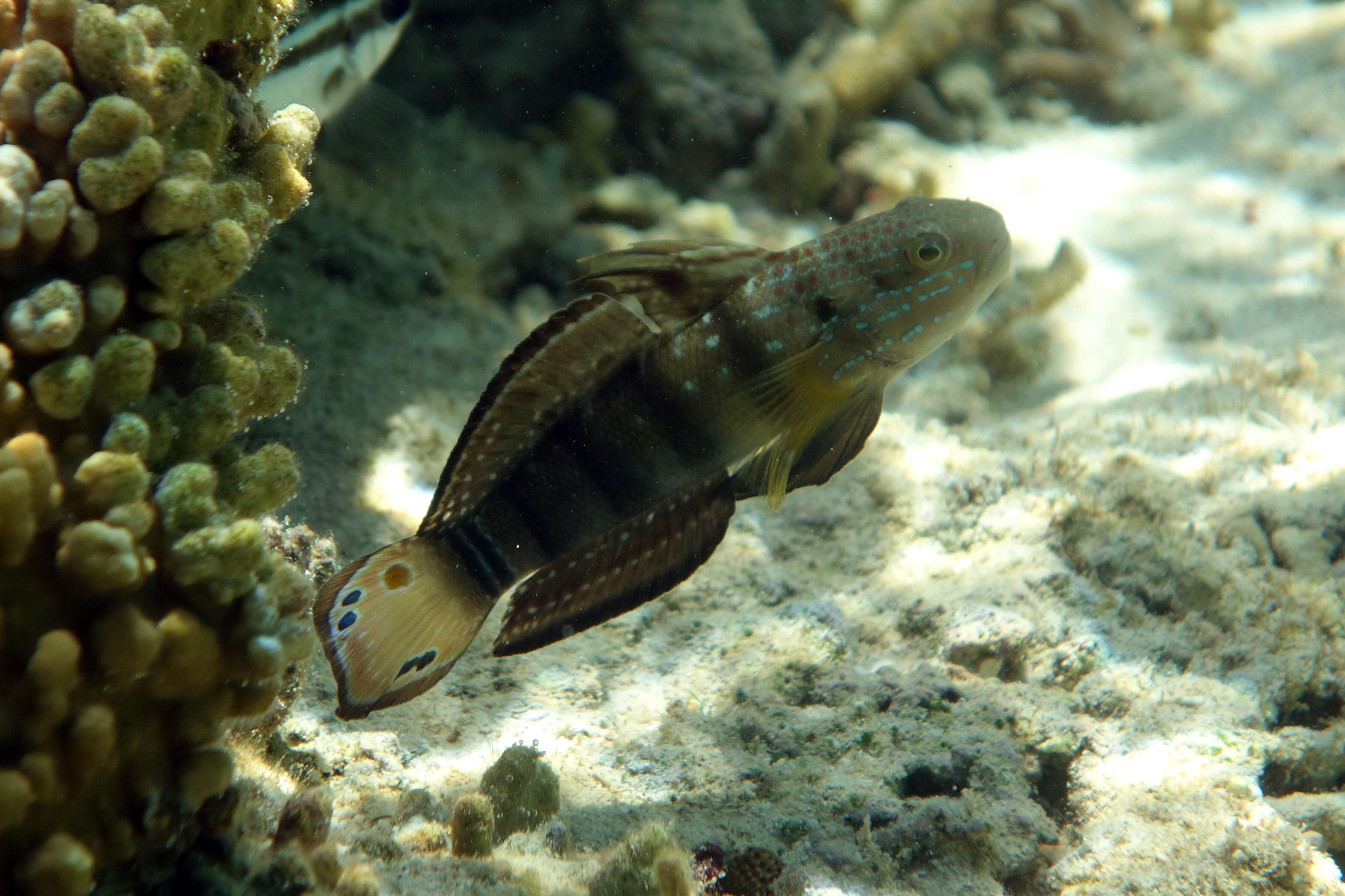 Image of Amblygobius stethophthalmus